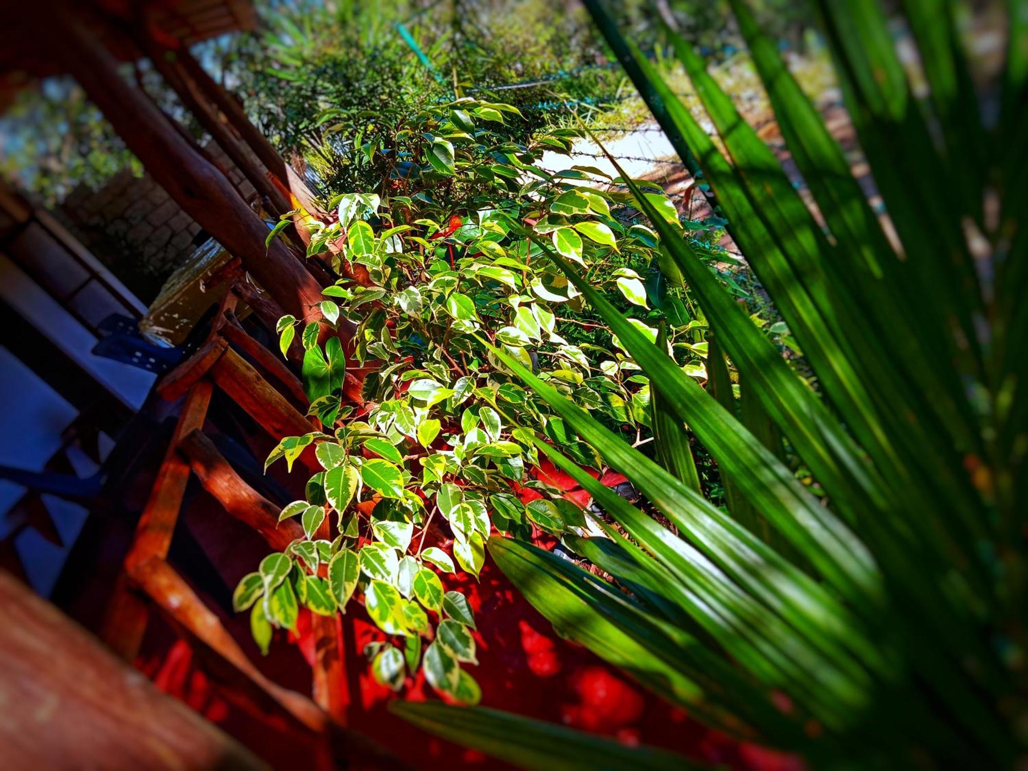 אלה New Rose Villa Bandarawela מראה חיצוני תמונה