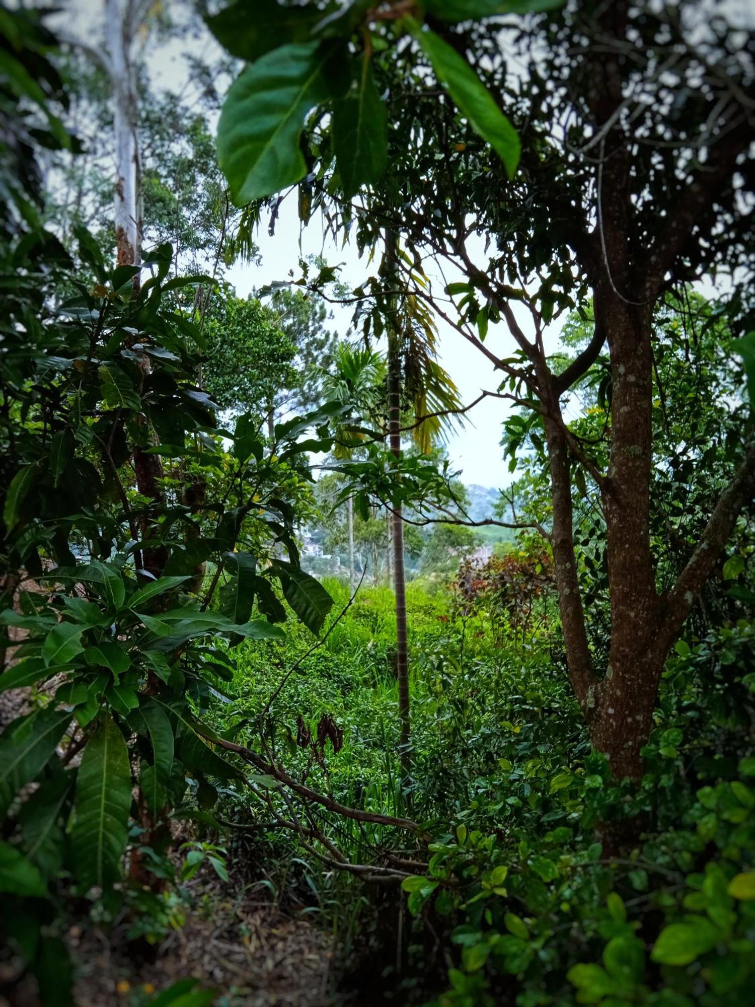 אלה New Rose Villa Bandarawela מראה חיצוני תמונה