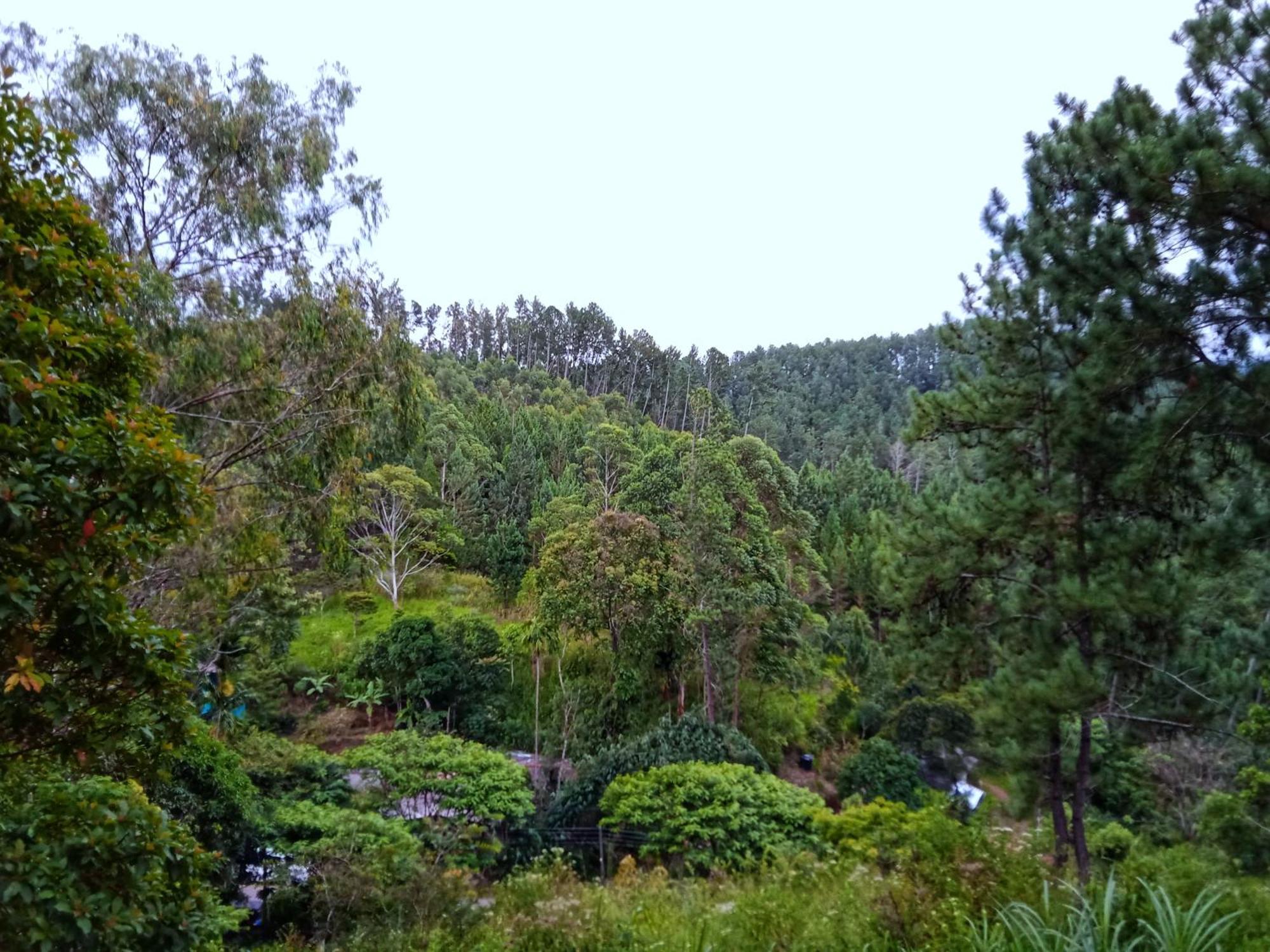 אלה New Rose Villa Bandarawela מראה חיצוני תמונה