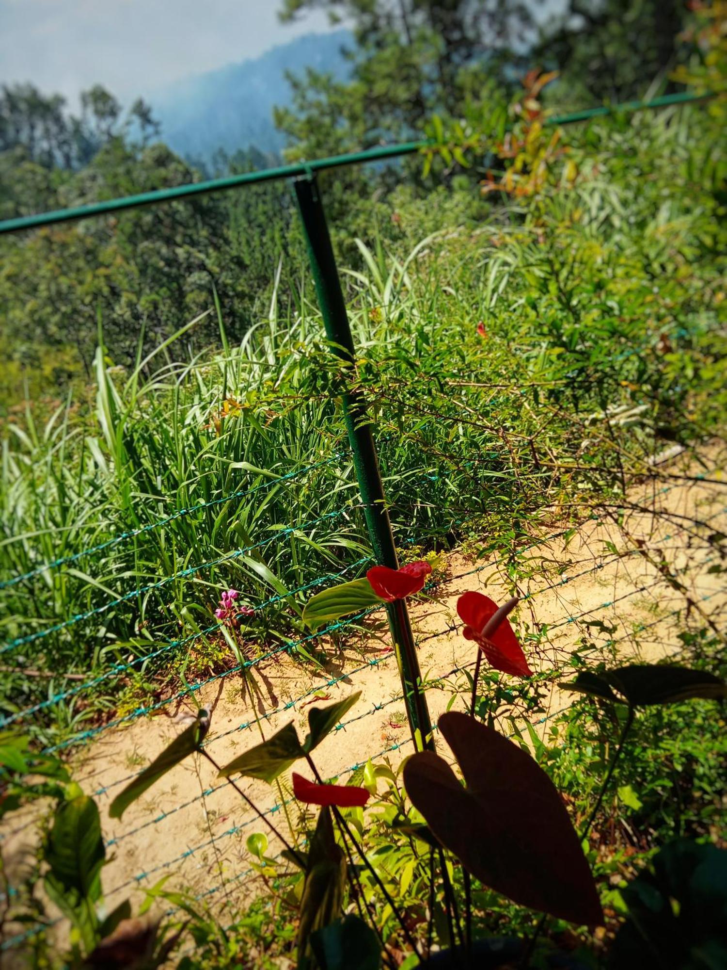 אלה New Rose Villa Bandarawela מראה חיצוני תמונה
